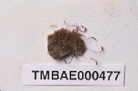 藏品(長朔苔屬)的圖片